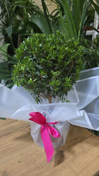 Мирт. Дерево марта.