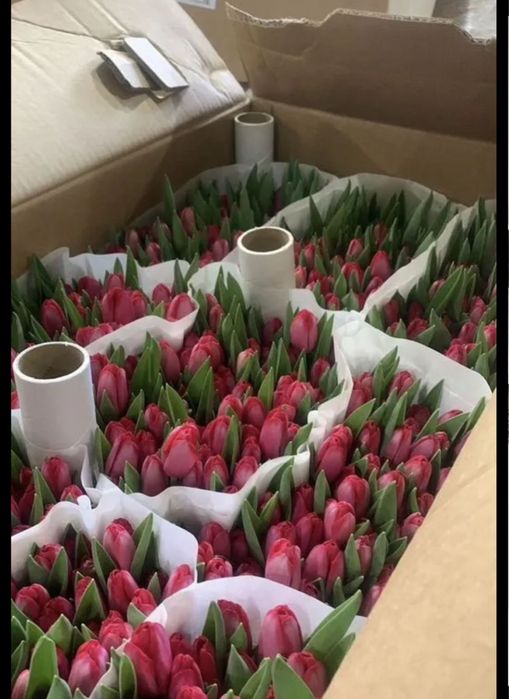 Тюльпаны по выгодной цене