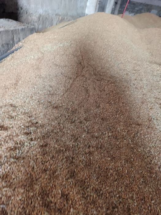 Продам семена пшеницы