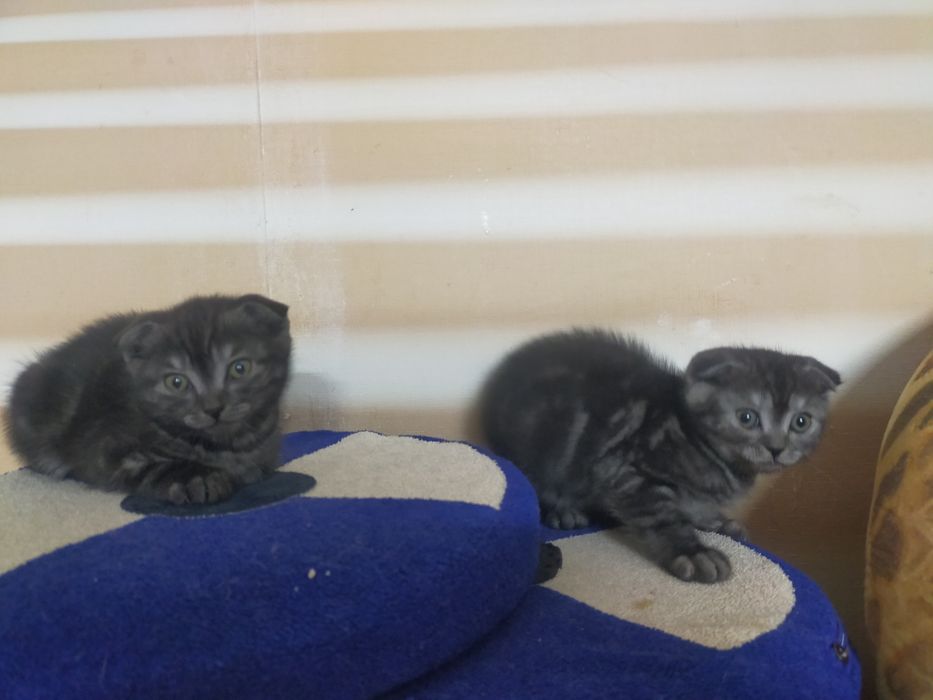 Продам Шатландских котят