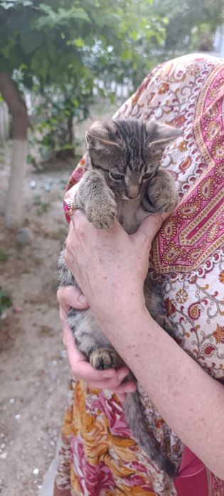 Общительный ласковый котёнок мальчик в хорошие руки