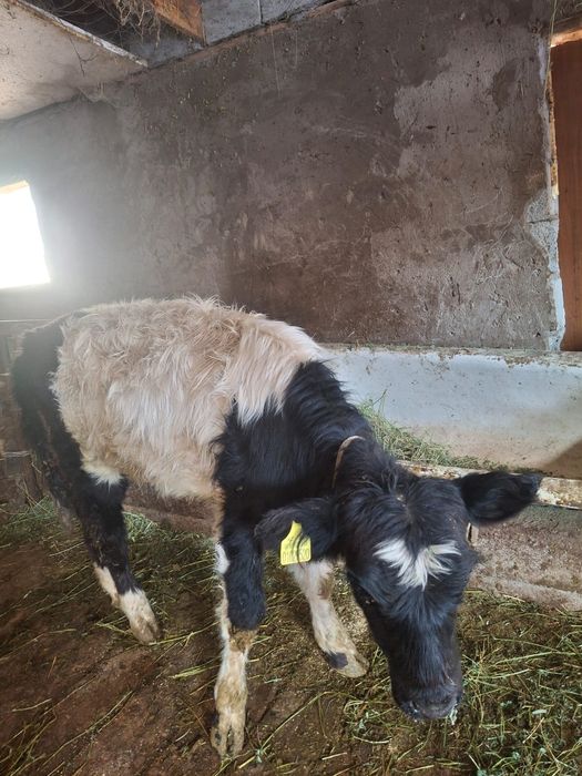 Продается бычок хороший