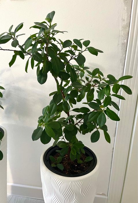 Продам цветы