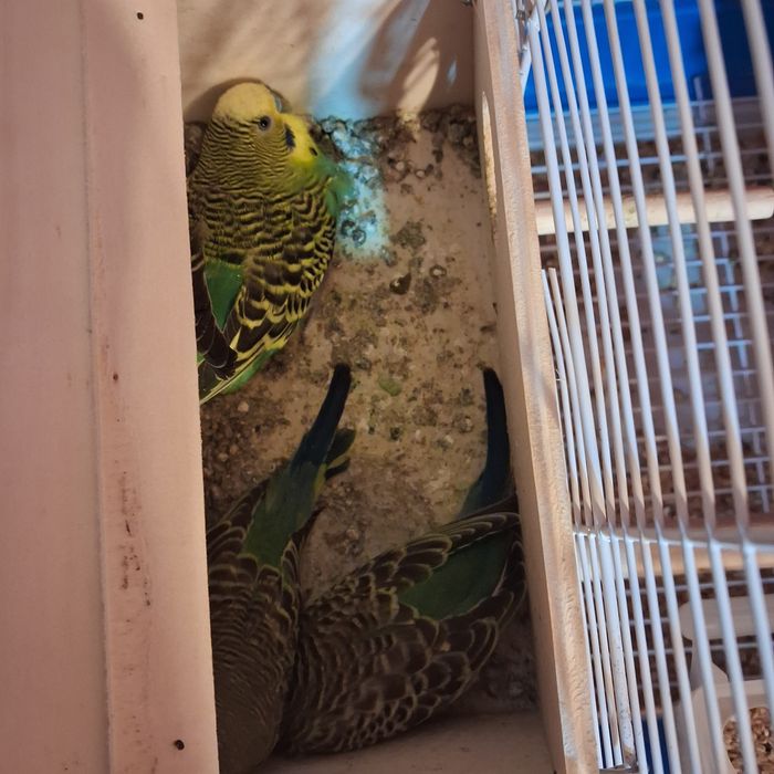 Pasari tinere colorate