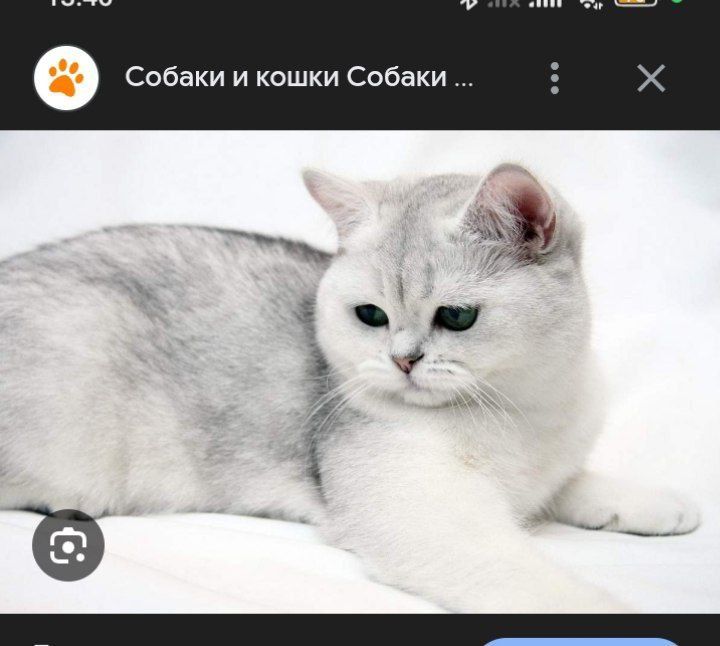 Продается невероятно милая, ласковая и смышленая девочка
