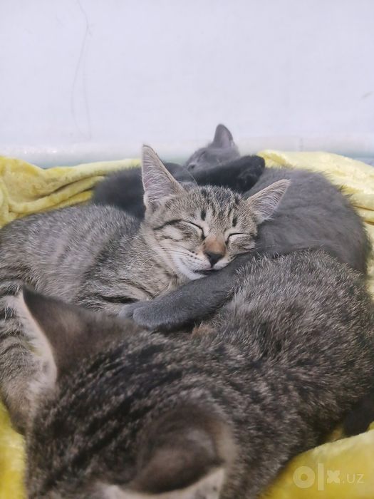 Котята в подарок