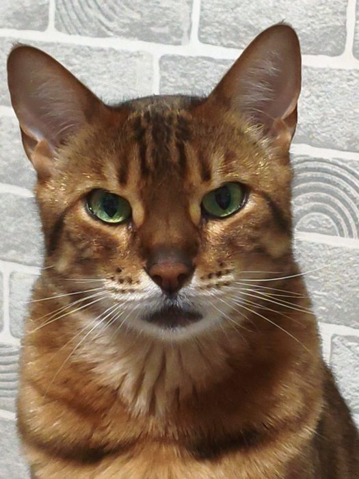 Бенгальская кошка