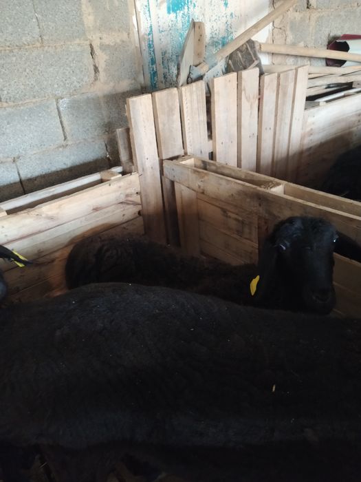 Кошкар  козылар  сатылады