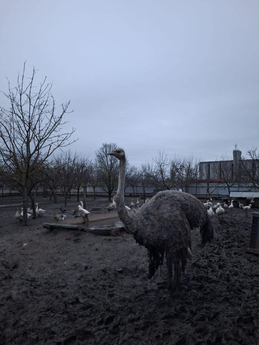 Strut+incubator+eclozor