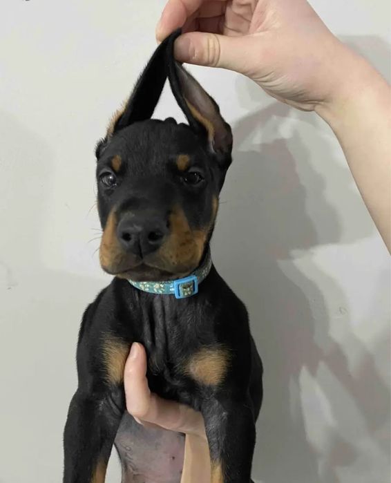 доберман детки с документами