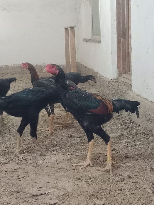 Дакан Бойцовский цыплёнок