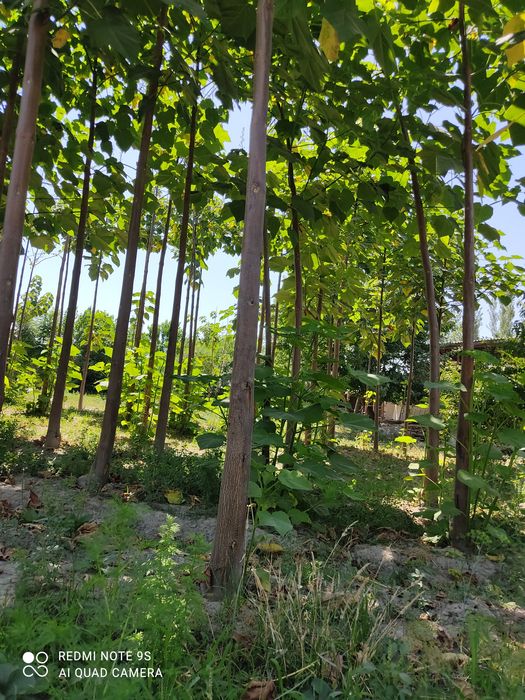 Paloniya daraxtlari koʻchati sotiladi.yosh daraxtlar hali etilmagan