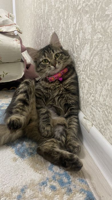 Мысык сатылады уйдын мысыгы