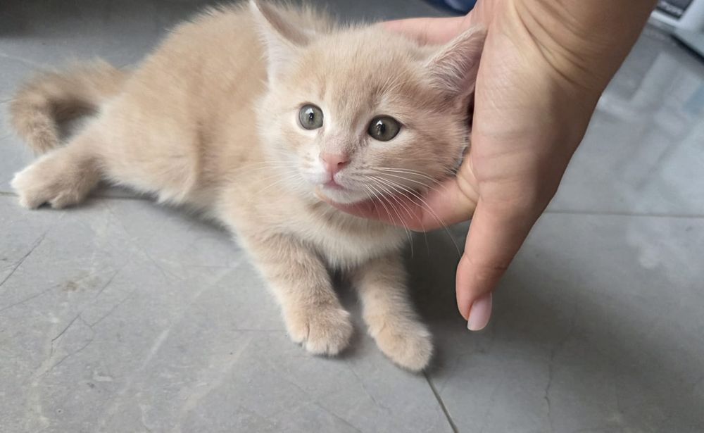 Котята в хорошие руки