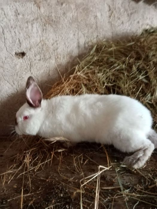 Продавам зайци за връзка на посочения телефон