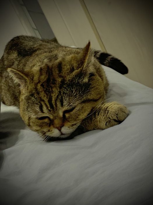 Продам свою кошку