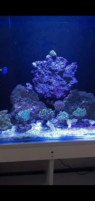 Сотилади морской аквариум 300л