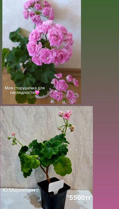 Тюльпановидные, розовидные и др. герани