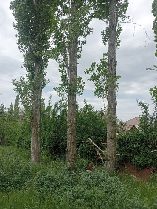 Терек сатылады балуанға зор болады