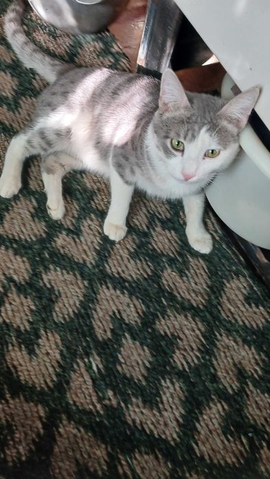 Кот 1 год,ласковый спокойный,дружит с собакой.