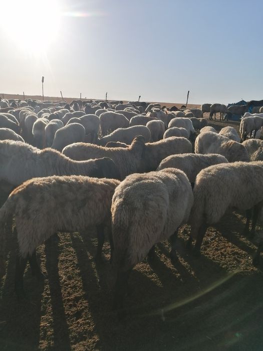 Oii carabașe de vânzare tinere la primul miel și la al doilea miel și la al treilea 100 de bucăți prețul este fix 1000 de lei una peste alta
