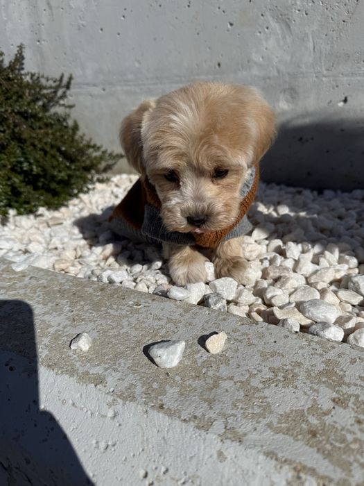 Catelus matipolo/pudel mini toy