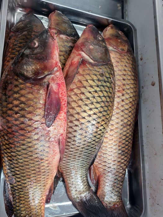 Свежая рыба в ассортименте.