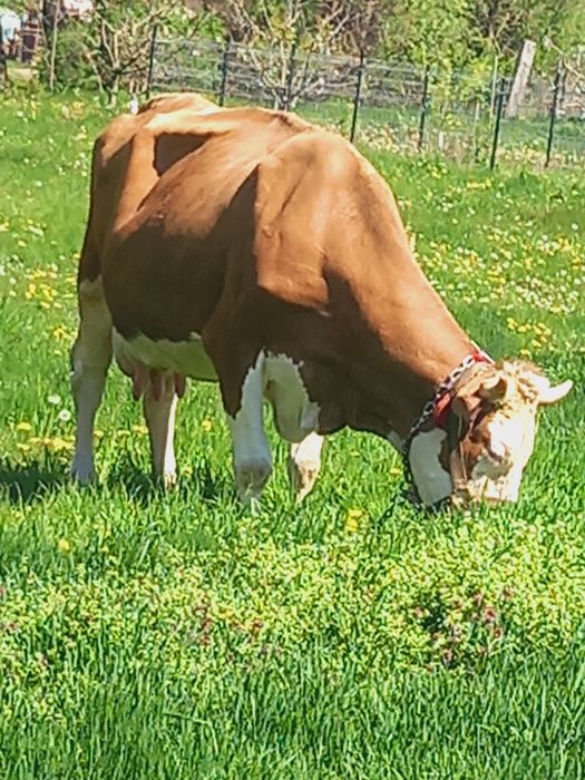 Baltata românească