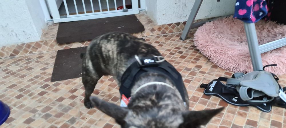 Ham CURLI mărimea Jack Russel