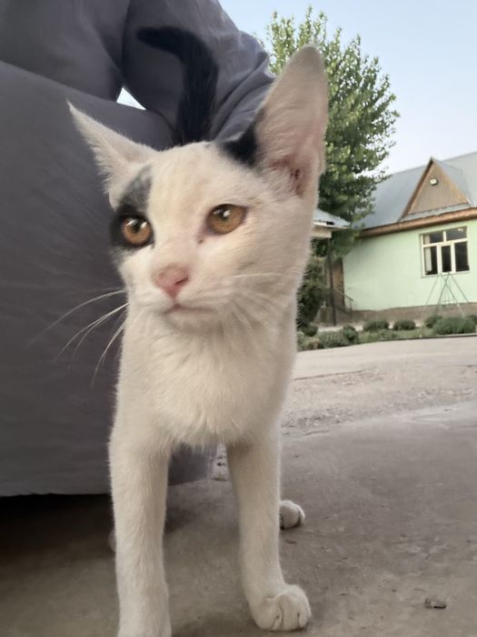 Котенок в добрын руки