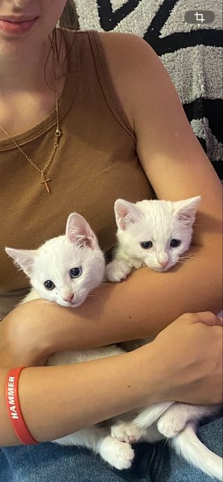 Милые котятки в добрые руки!!!