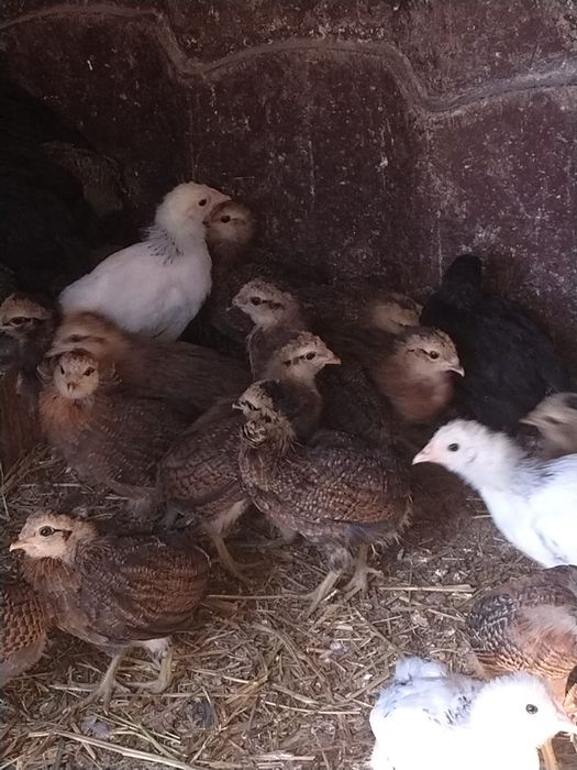 Vând găini araucana