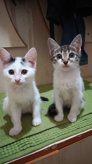 Отдам котят в добрые руки