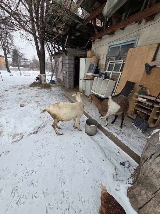 Ешки сауатын туатын и туган