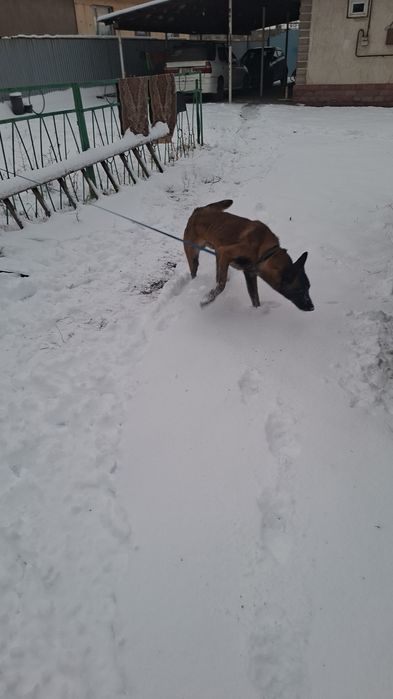 Белгийская овчарка малинуа