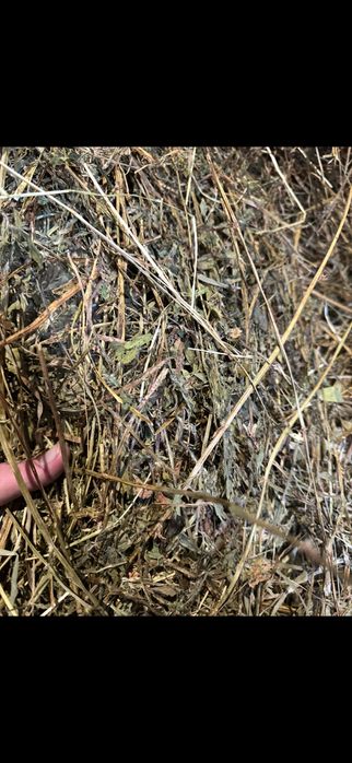 Lucerna Infoliat/baloti de fan/balot rotund/baloti mici