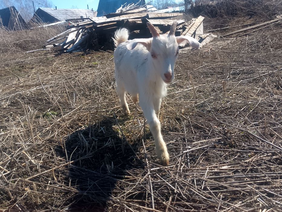 Козлики  молочной линии