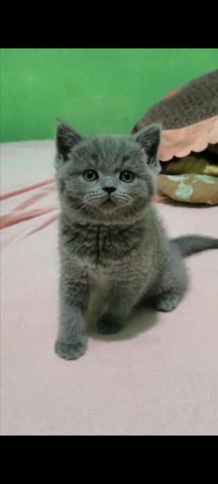 Продаётся кошечка скоттиш фолд