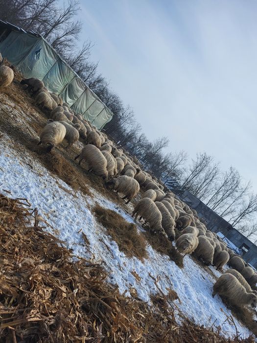 Vând oi țurcane..