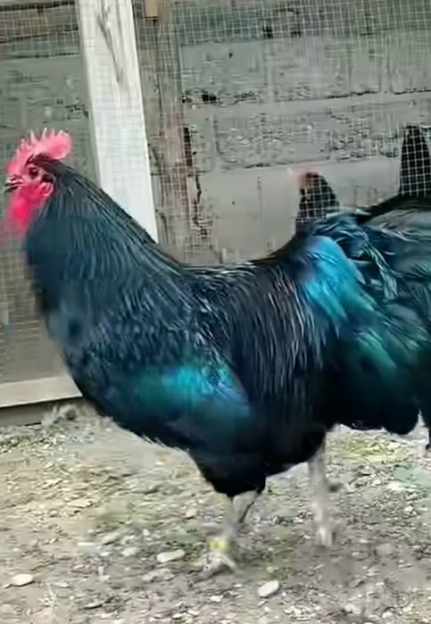 Harxil turdagi Xo'roz va Mokiyon tovuqlar
