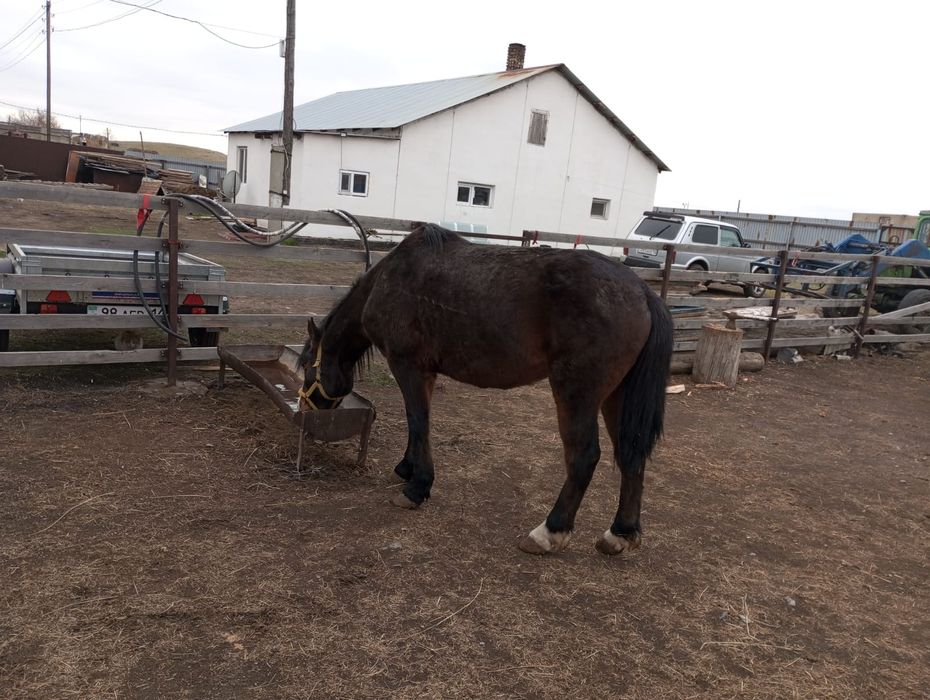 Мінуге ат сатылады