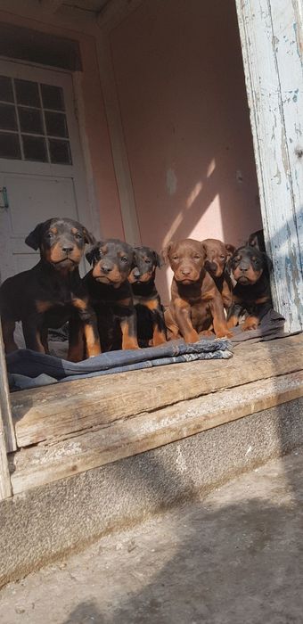 Doberman Доберман