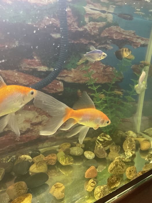 Аквариум балыктарымен сатылады.