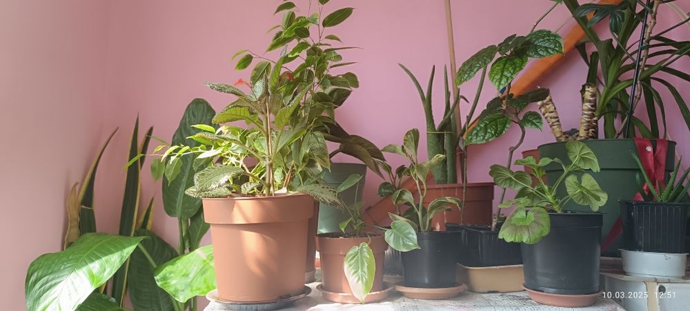 Продаются цветы комнатные