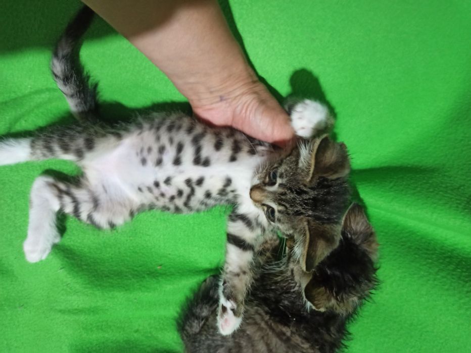 Подарю двух котят,им 1,5мес,девочки