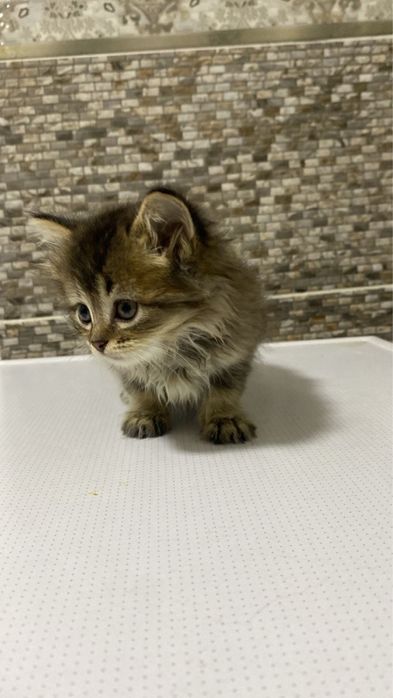 котенок продистая в описании все