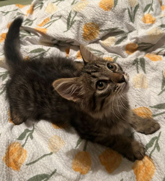 Котёнок ищет дом!