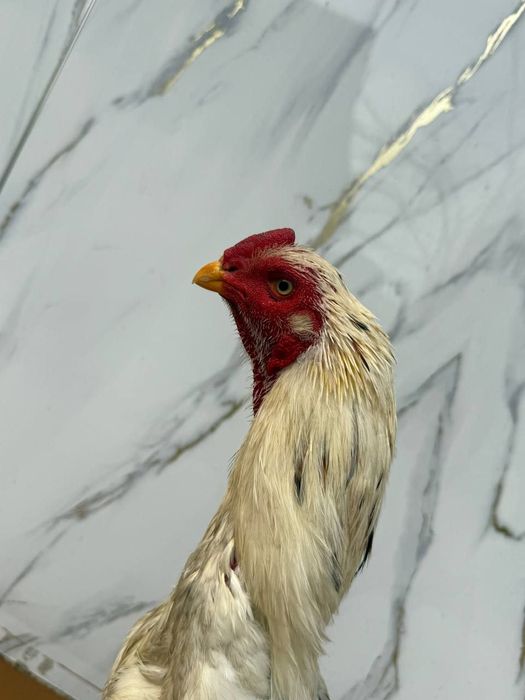 Шамо джуджя продаётся