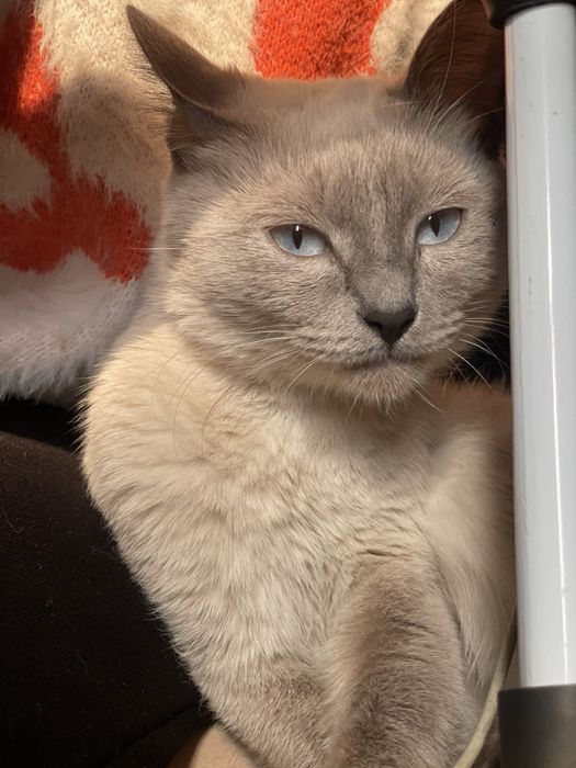 отдам кошку в добрые руки