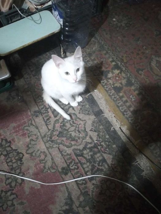 Отдам котят в хорошие руки... Едят всё ... К латку приучены